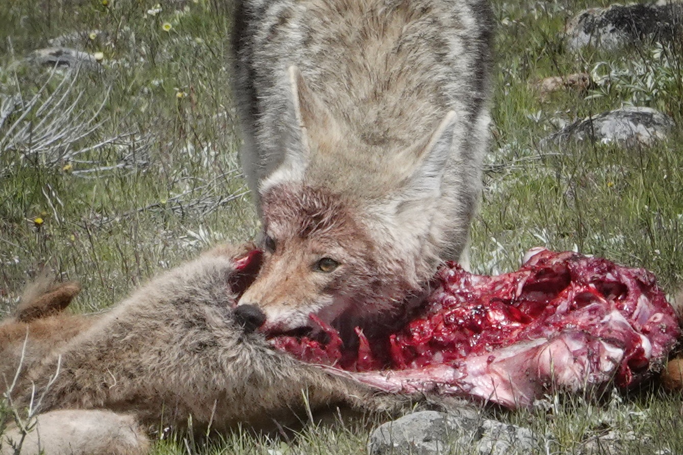 Coyote sur une carcasse à Yellowstone